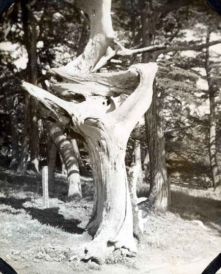 Ghost tree on 17-mile drive. The drive as it was known was extremely popular for sailors while on liberty from naval base. The ghost tree still exists today but looks much different, as it has fallen down.