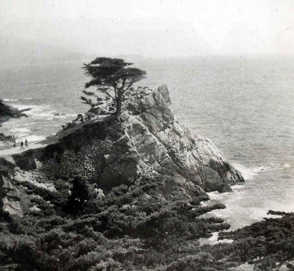 The lone cypress at the foot of the 17-mile drive in California still stands today.