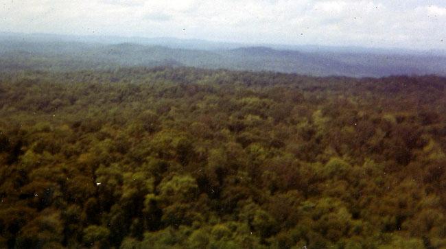 Tree tops in Vietnam from helicopter.